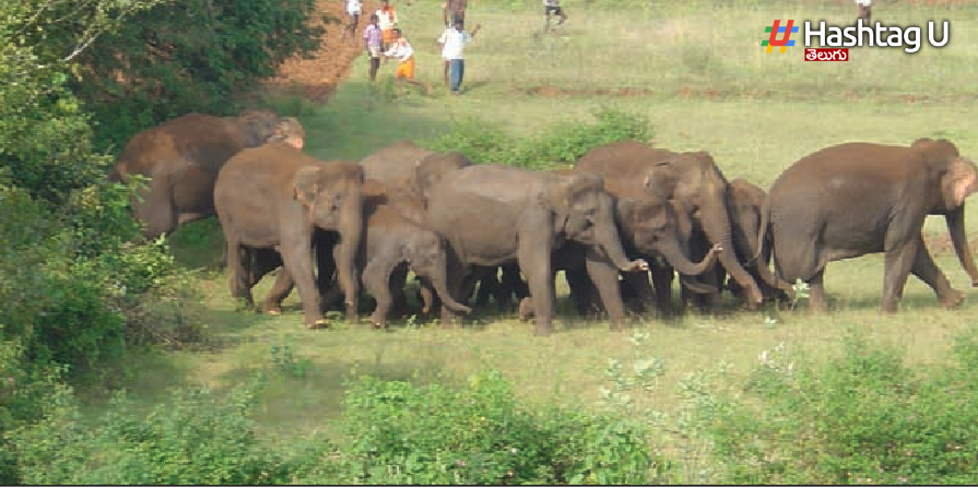 Elephants Attack: కుప్పంలో ఏనుగుల భీభత్సం.. రైతుపై దాడి