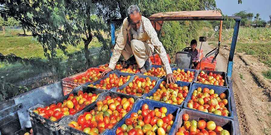 Tomatoes Thief:రైతుబ‌జార్ లో ట‌మాటాలు ఛోరీ…!