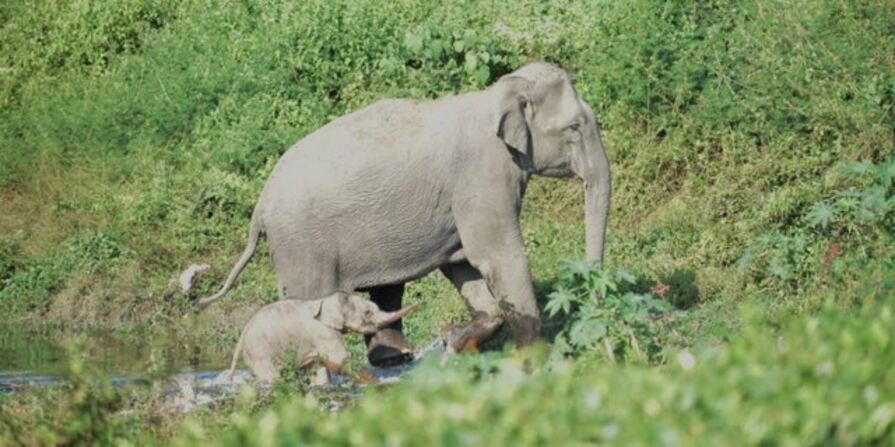 Baby Elephant:త‌ల్లికి దారి చూపుతున్న పిల్ల ఏనుగు…నెట్టింట్లో వైర‌ల్ అవుతున్న ఫోటో