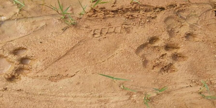 Tiger Search: పులి కోసం అడ‌విని జ‌ల్లెడప‌డుతున్న ఫారెస్ట్ సిబ్బంది