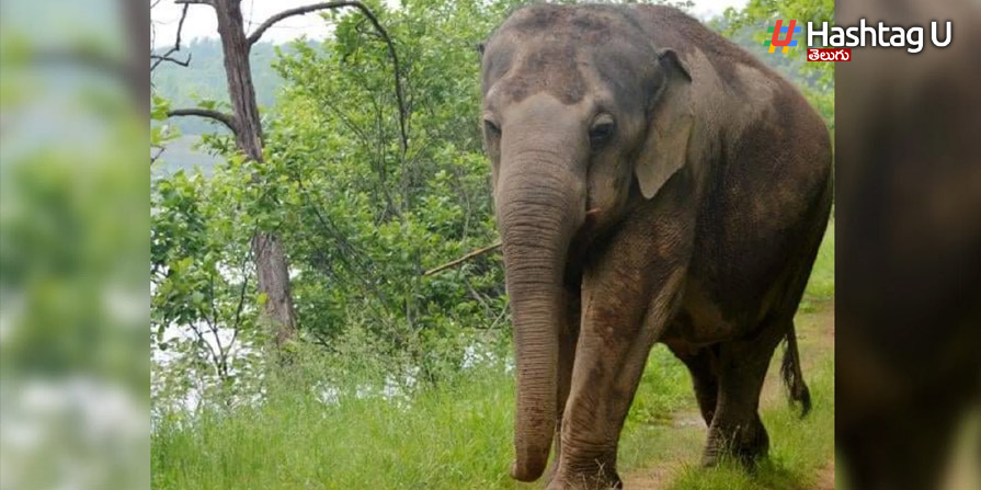 Elephant Thief : ఇళ్ల‌లో నుంచి తిండి దొంగిలిస్తున్న ఏనుగు