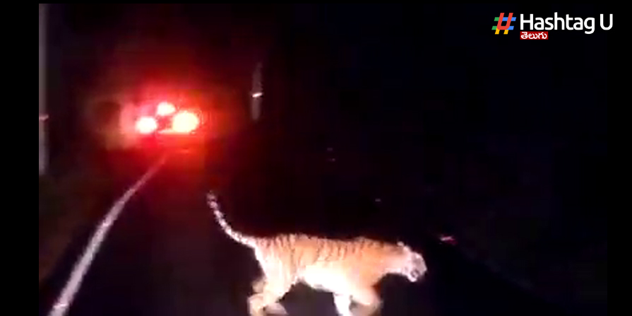 Tiger Video : శ్రీశైలం రహదారి పై పెద్దపులి హల్ చల్