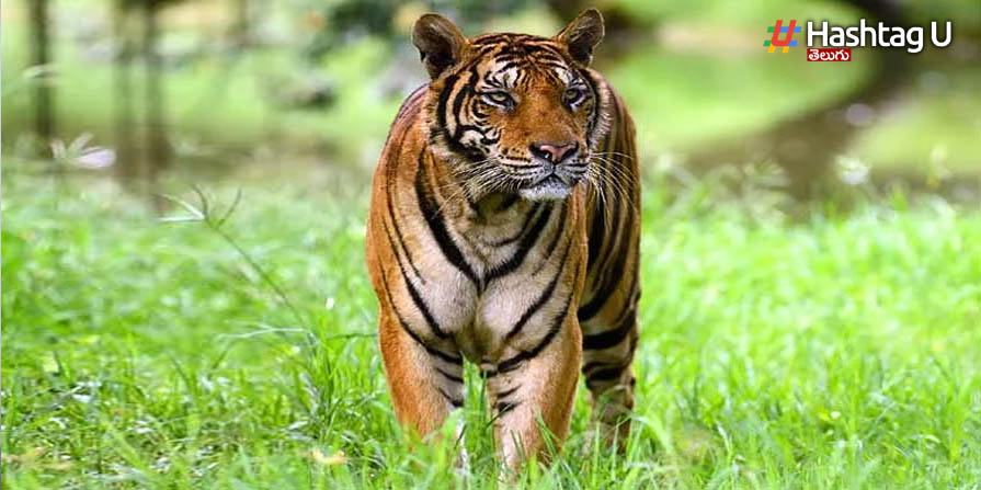 Indravelli Tiger: ఇంద్రవెల్లిలో పెద్ద పులి గర్జన