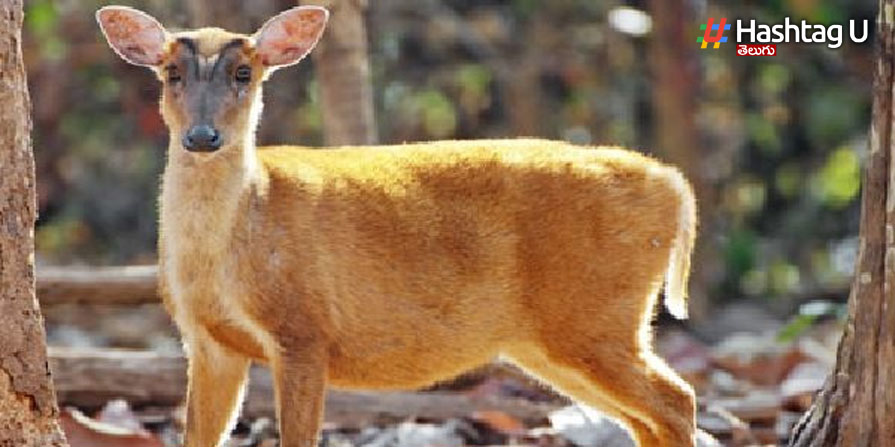 Deers Video: పంట పొలాల్లో జింకల సందడి, వీడియో వైరల్