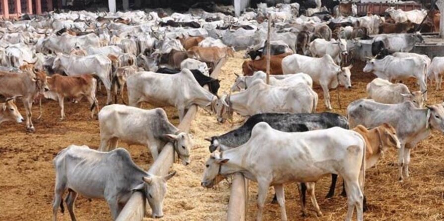 Cow Urine Scheme : చ‌త్తీస్ గ‌డ్ లో ‘గోమూత్ర‌’ ప‌థ‌కం