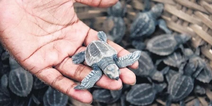 Turtles: 20వేల ఆలివ్ రిడ్లీ తాబేలు పిల్ల‌ల‌ను స‌ముద్రంలోకి వ‌ద‌ల‌నున్న‌ నెల్లూరు అటవీ శాఖ
