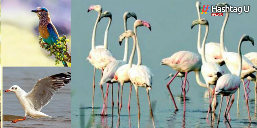 Bird Walk: పదండి.. పక్షుల లోకంలో విహరిద్దాం..!