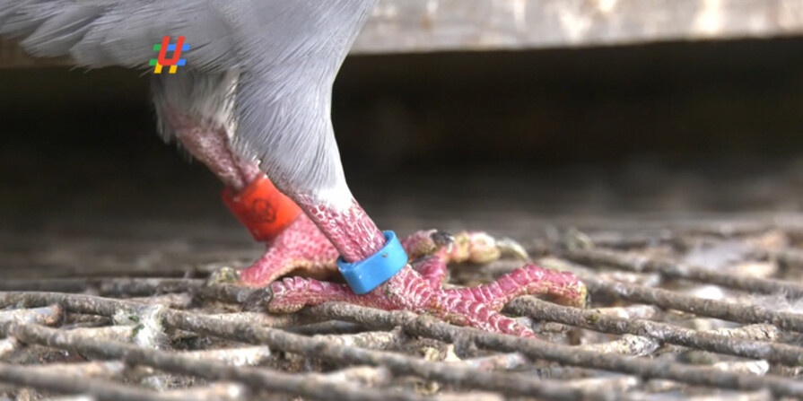 pigeon