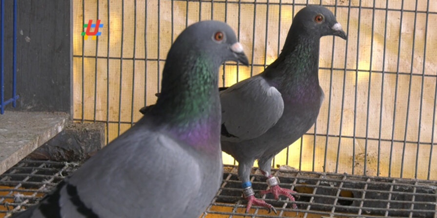 China Pigeons: చైనా.. పావురం కథ!