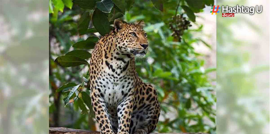 Leopard: శ్రీశైలంలో చిరుత.. భక్తులు అలర్ట్