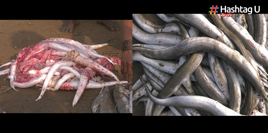 Eel Fish Secret: ‘చేపపొట్ట’లో రహస్యం!