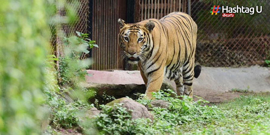 Tiger Spotted: పులిని వేధించిన గ్రామస్తులు.. సోషల్ మీడియాలో వీడియో వైరల్