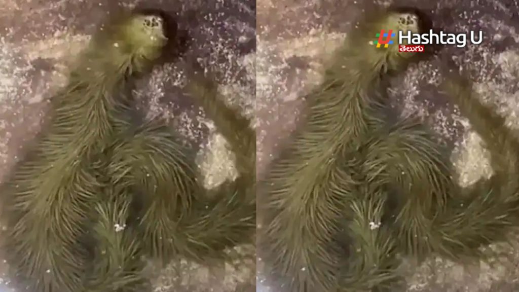 Bizarre Snake Vide