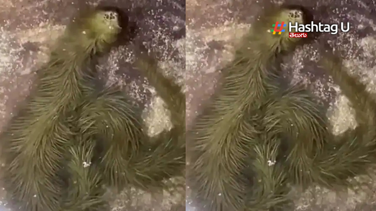 Viral Video: నెట్టింట వైరల్ అవుతున్న‌ గ్రీన్ స్నేక్..!