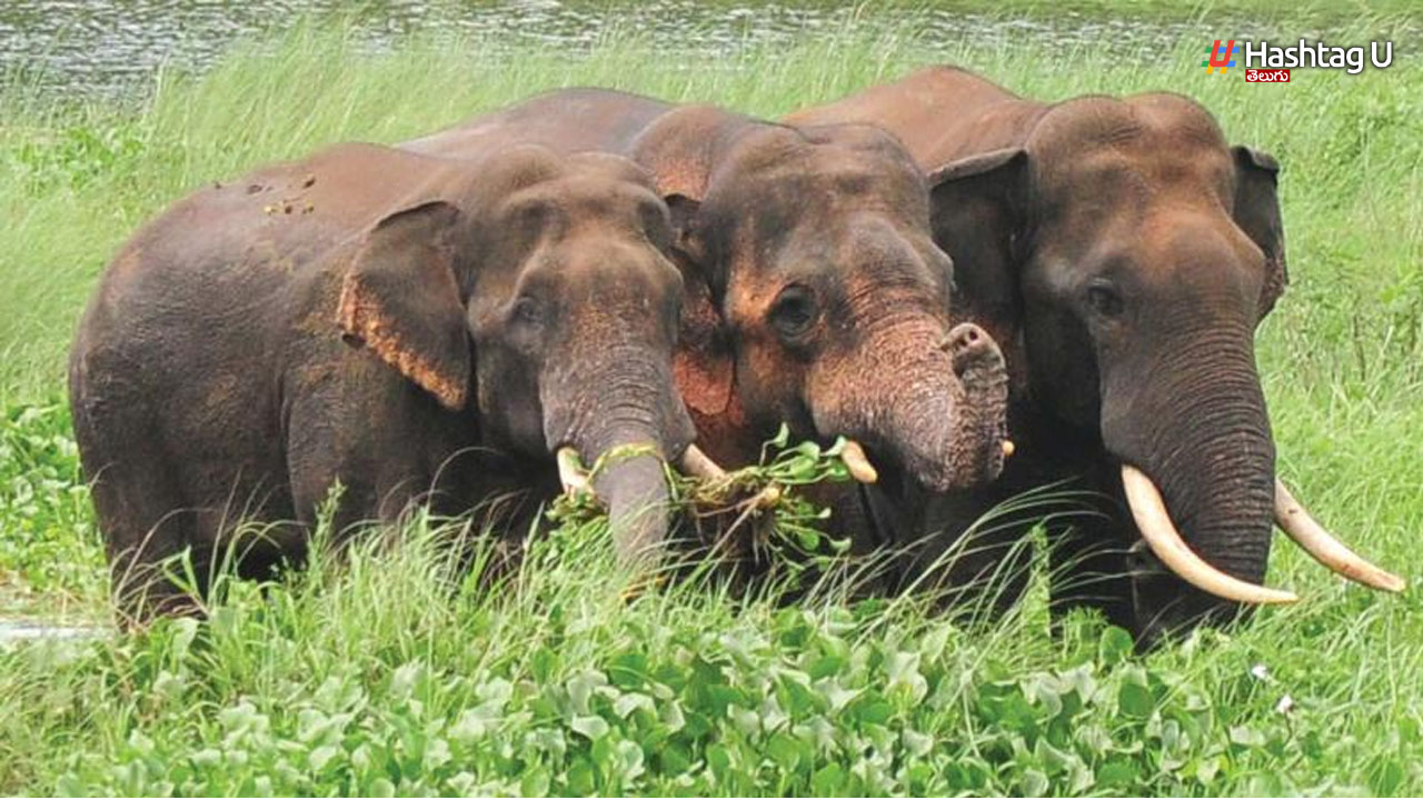 Elephants: గజరాజుల భీభత్సం.. భారీగా పంట నష్టం!