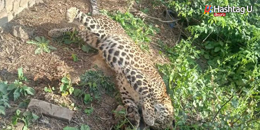 Leopard: రోడ్డు ప్రమాదంలో చిరుత మృతి