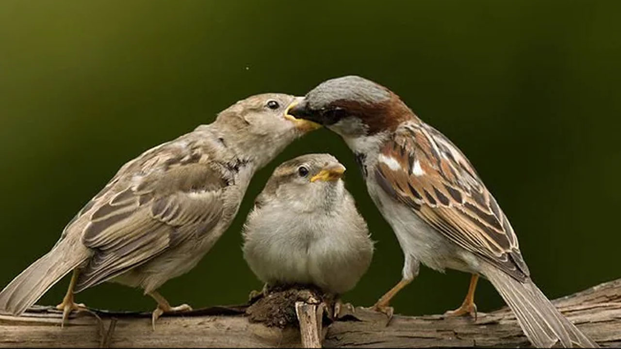 World Sparrow Day : ప్రపంచ పిచ్చుకల అవార్డ్స్