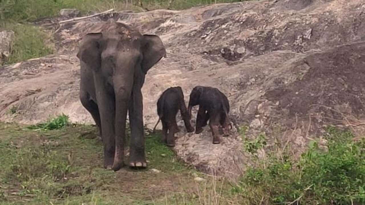 Bandipur Elephants: బందీపూర్ ఫారెస్టులో కవలల ఏనుగులు..వైరల్ వీడియో..!!