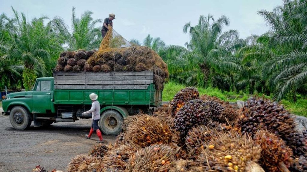 Palm Oil Farmers