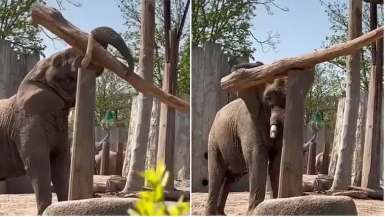 Elephant Viral Video: పెద్ద దుంగను స్తంభంపై నిల్చోబెట్టిన ఏనుగు..వైరల్ వీడియో..!!