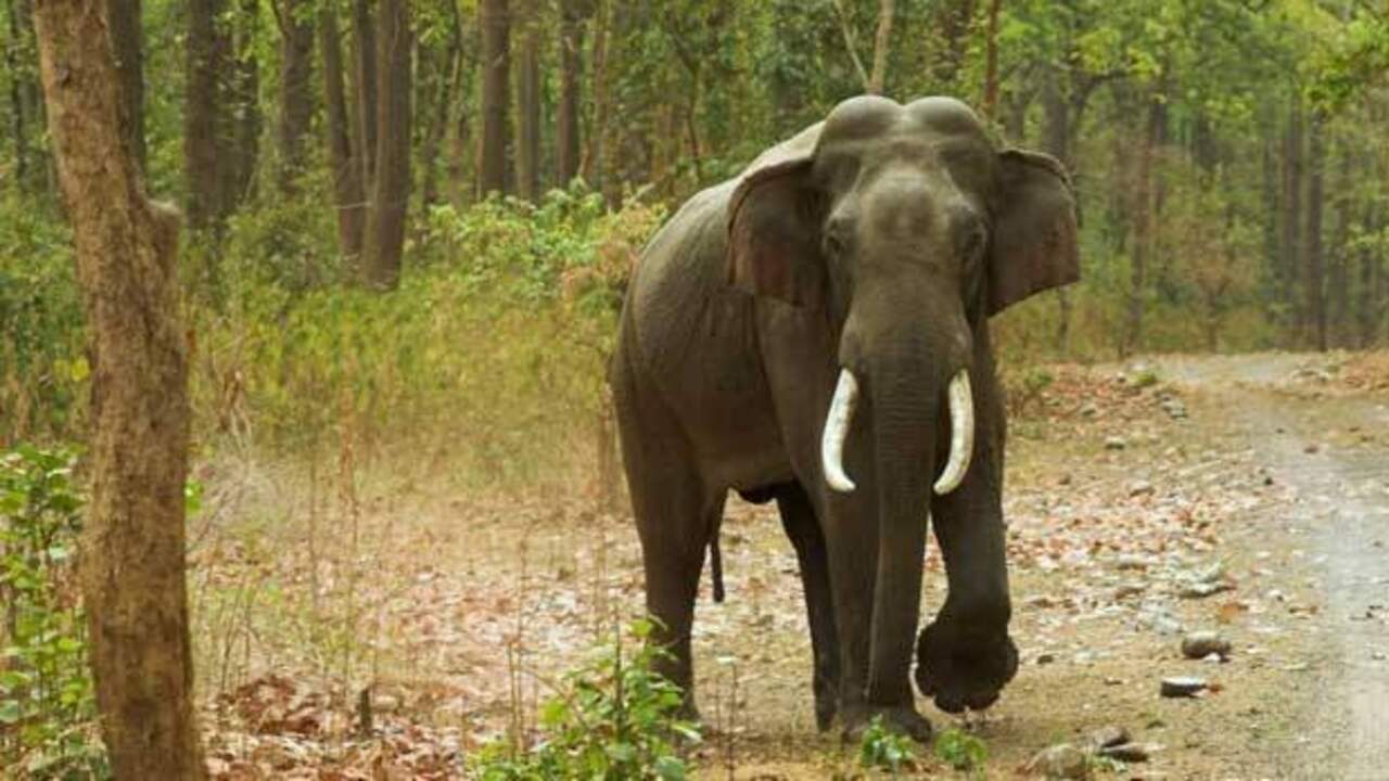 Elephants: కేర‌ళ స‌రిహ‌ద్దుల్లో ఏనుగు మ‌ర‌ణాలు.. రైల్వే ట్రాక్‌ల‌ను ప‌రిశీలించిన హైకోర్టు జ‌డ్డిలు