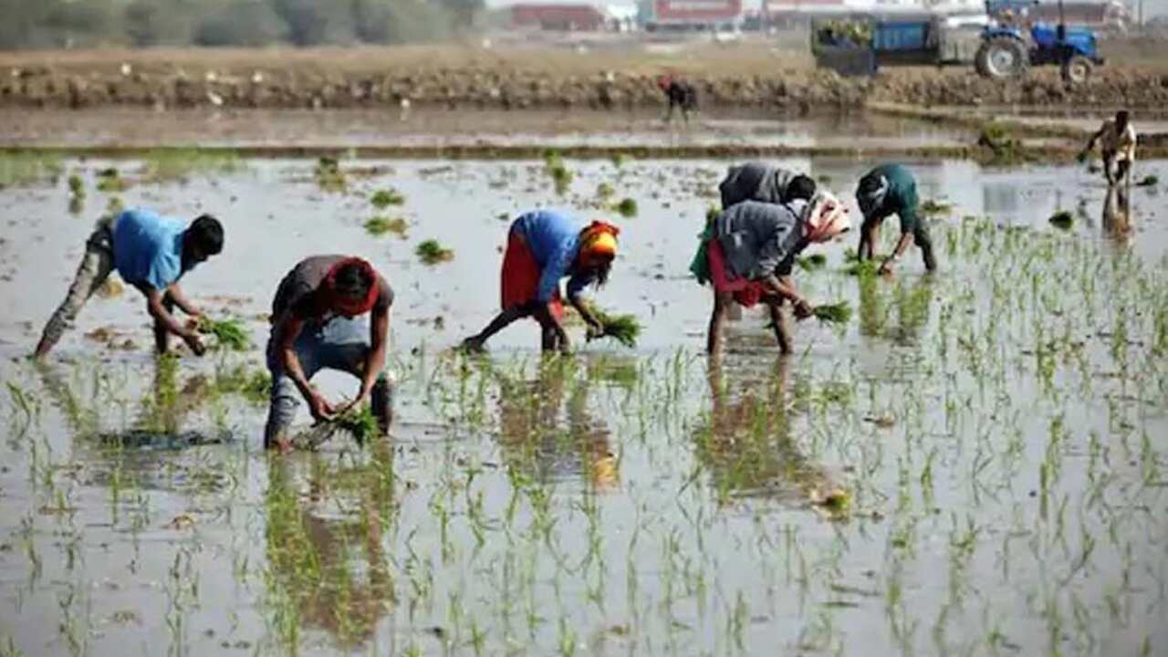 Konaseema Farmers:కోన‌సీమ `పంట విరామం` దేశానికే డేంజ‌ర్