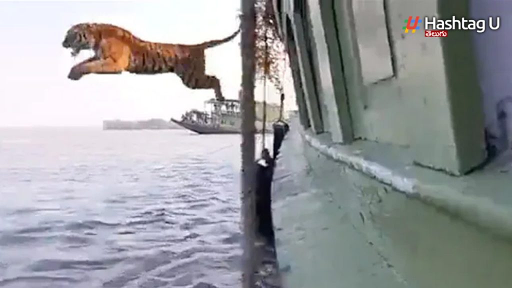 Tiger Jumpingf