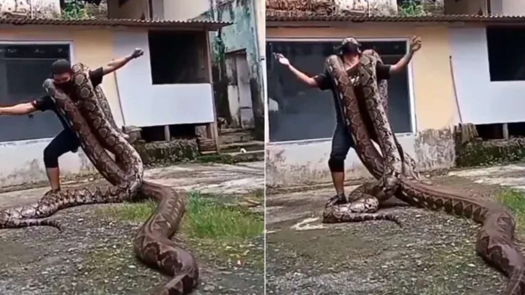 dance with pythons