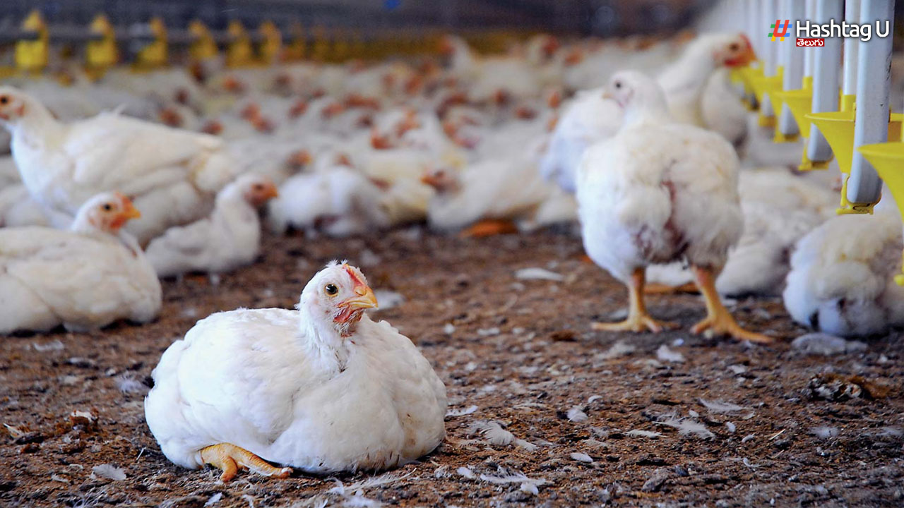 Chicken Prices: ఏపీలో కొండెక్కిన ‘కోడి’