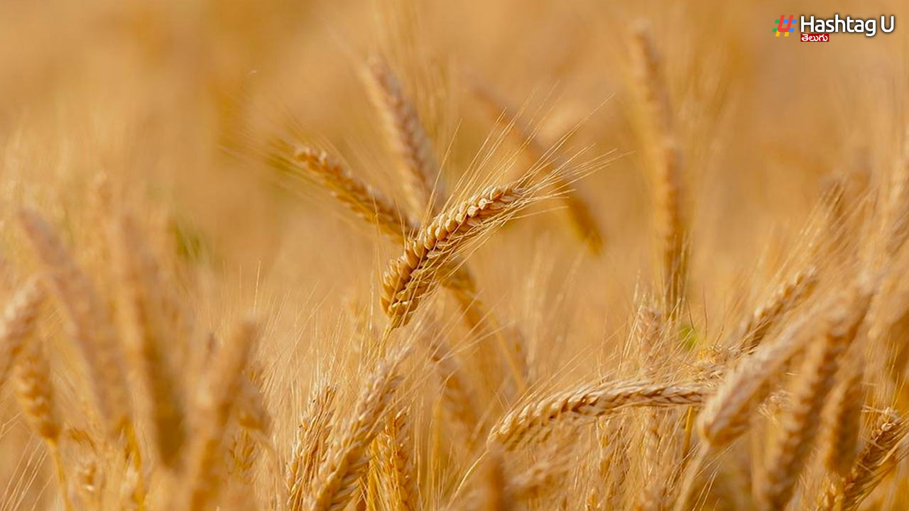 Wheat Ban: గోధుమల ఎగుమతిపై నిషేధం…వాటికి మాత్రమే షిప్పింగ్ అనుమతి..!!