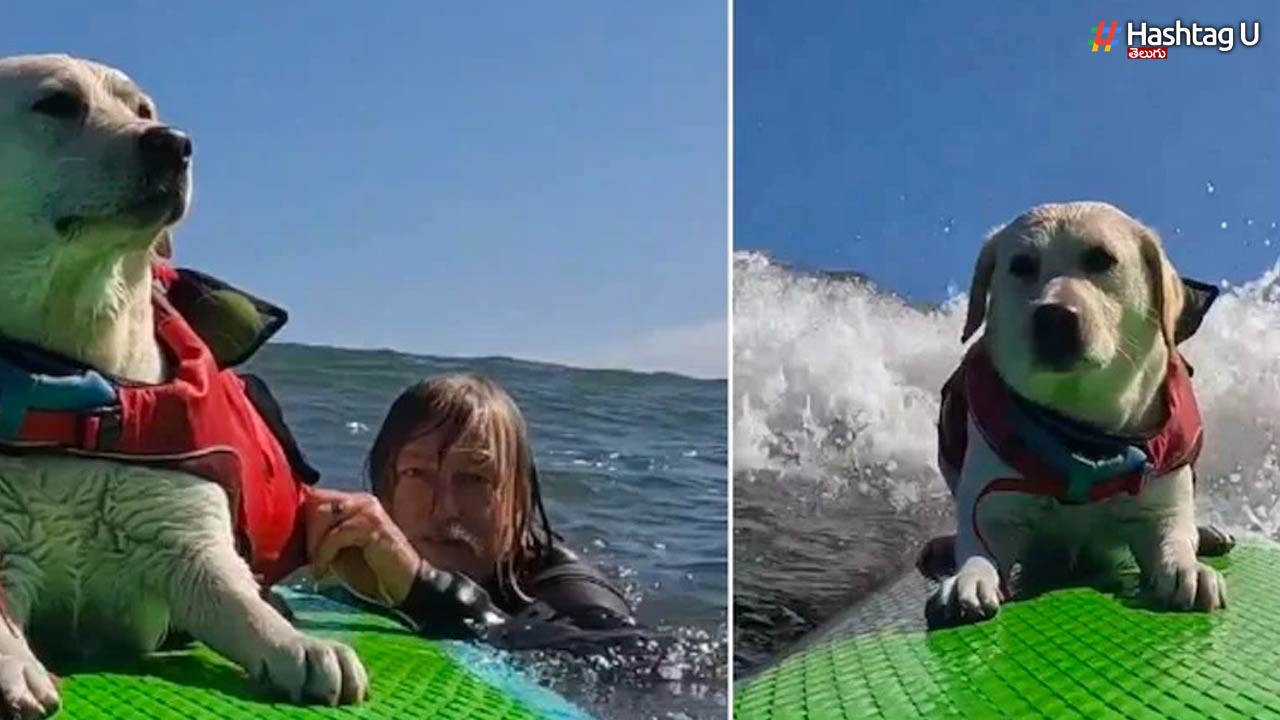 Pet Dog Surfing: సముద్రంలో కుక్క సర్ఫింగ్..  1.8 కోట్ల వ్యూస్ వచ్చిన ఆ వీడియోను చూద్దాం!!