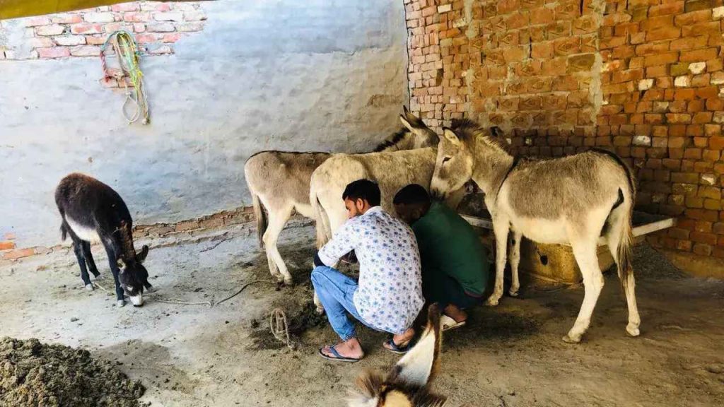 Donkey Milk
