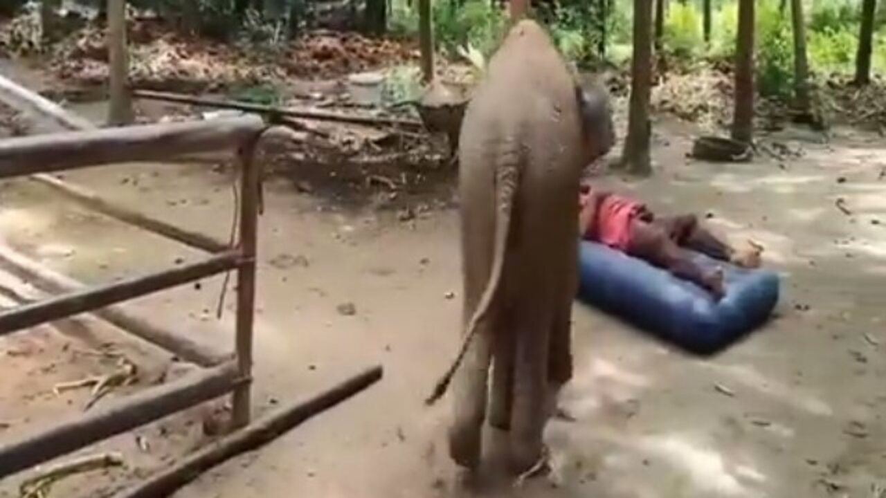Baby Elephant Video: పిల్ల ఏనుగు చిలిపి చేష్టలు, జూ కీపర్ తో సరదా పోరాటం, వైరల్ అవుతున్న వీడియో…!