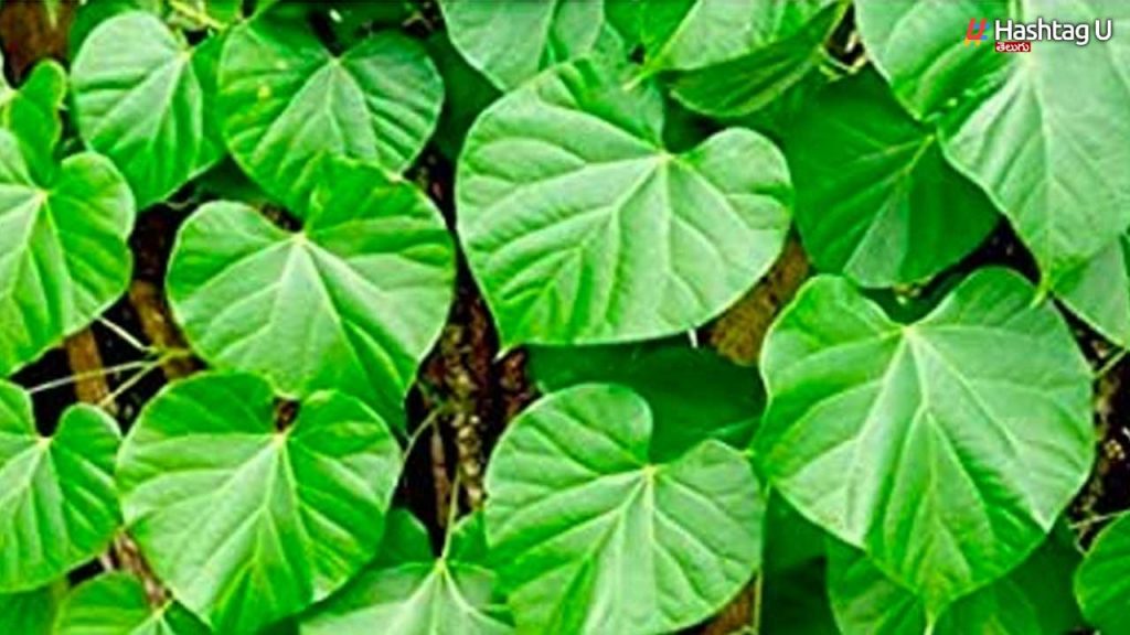 Leafs