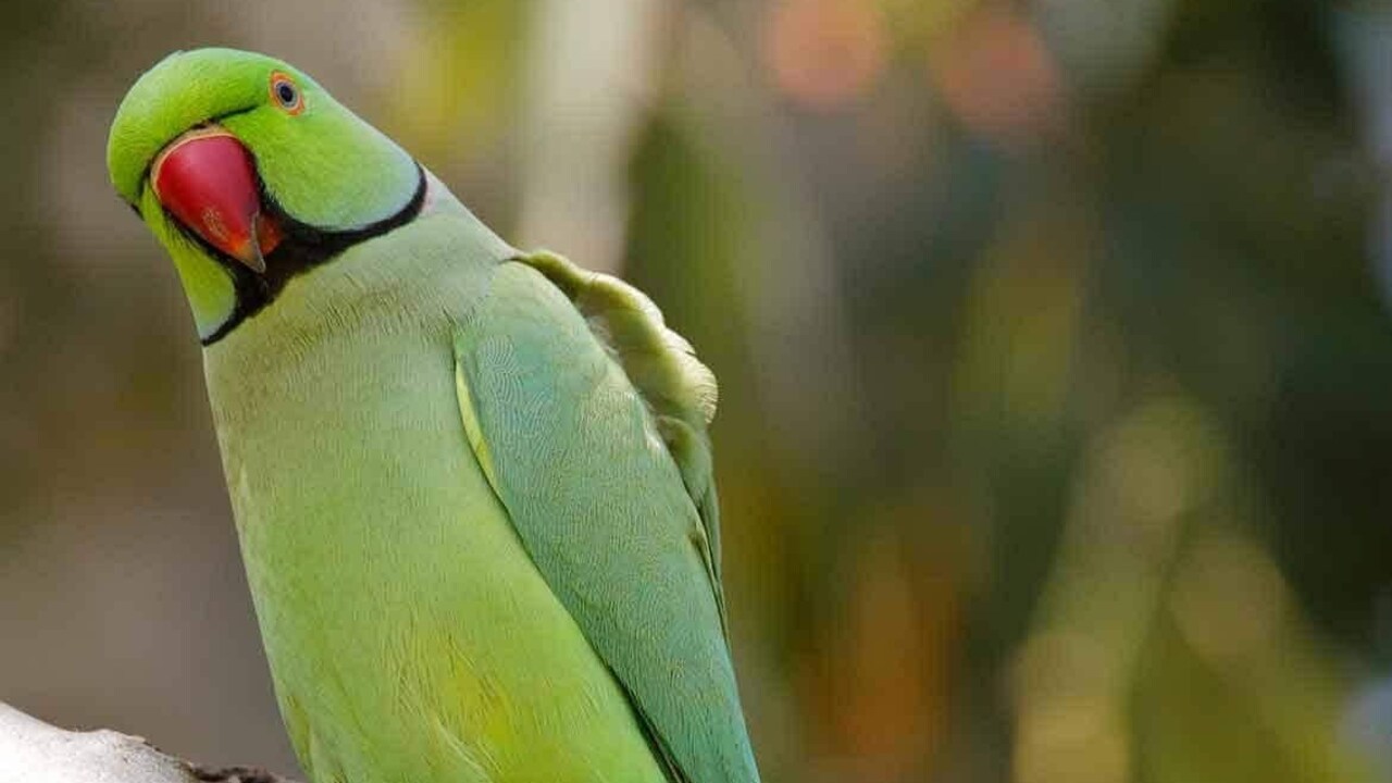 Pet Parrot Popo: ఈ చిలుకను పట్టిస్తే…రూ.5,100…నగరమంతా పోస్టర్లు..!!
