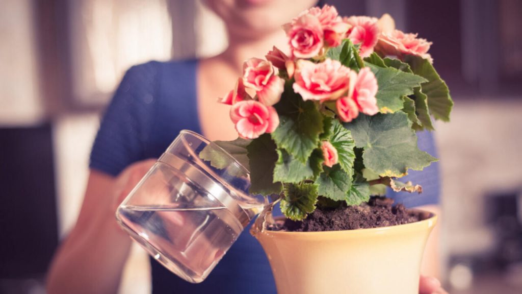 Rose Plant Vastu