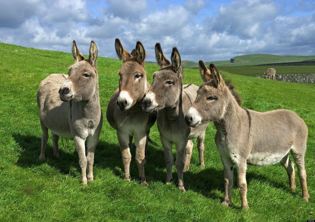 Donkey Farm : కర్ణాటకలో తొలి గాడిద ఫారం ..!