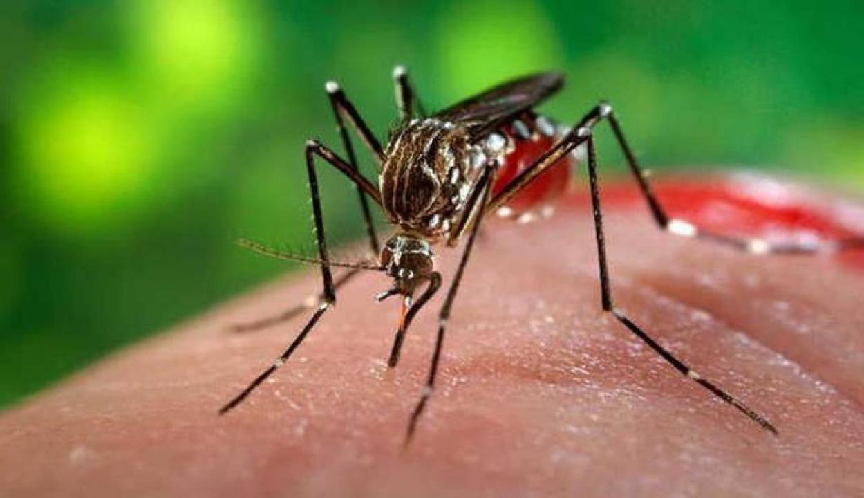 Dengue : హైద‌రాబాద్‌లో డెంగ్యూ టెన్ష‌న్‌.. వ‌ర్షాకాలం ప్రారంభంతో..?