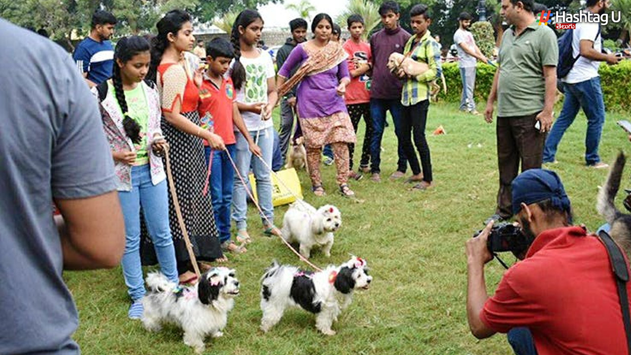 Dogs : పెంపుడు కుక్కలకు ప్రత్యేక పార్కు, బ్యూటీ పార్లర్ లు, బర్త్ డే పార్టీలు.. ఎక్కడో తెలుసా?