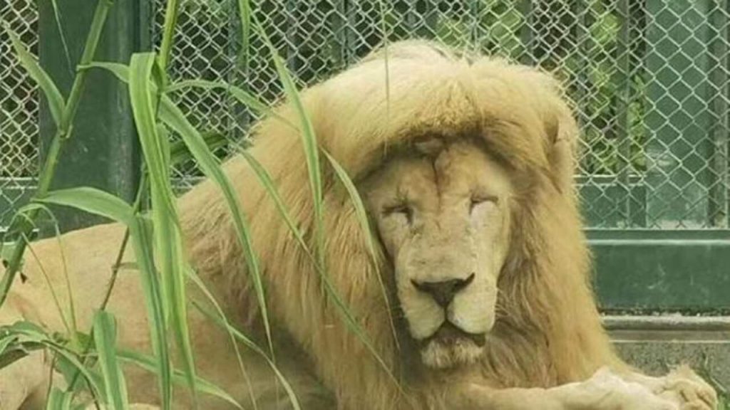 Lion Hairstyle