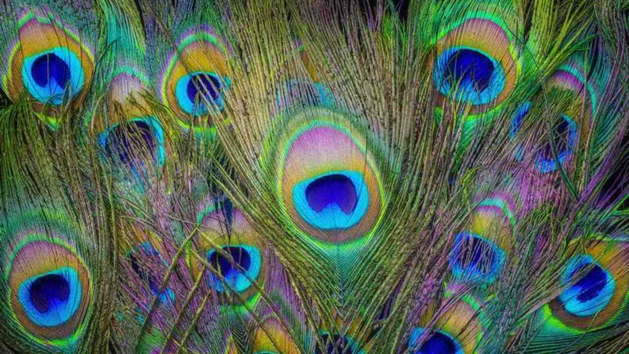 Peacock Feather: ఇంట్లో నెమలి పించం ఉంటే కలిగే లాభాలు, నష్టాలు ఇవే!