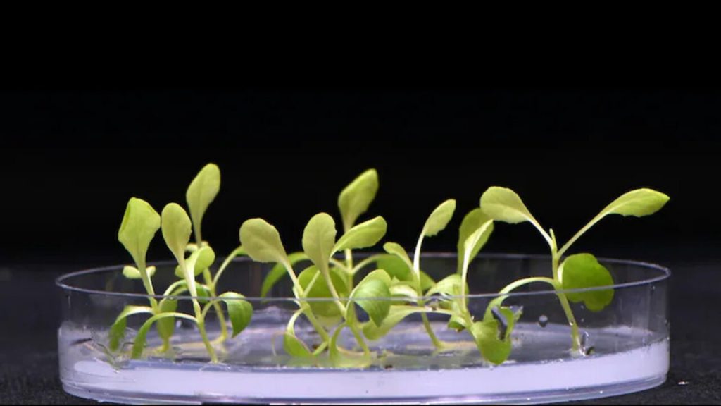 Plants