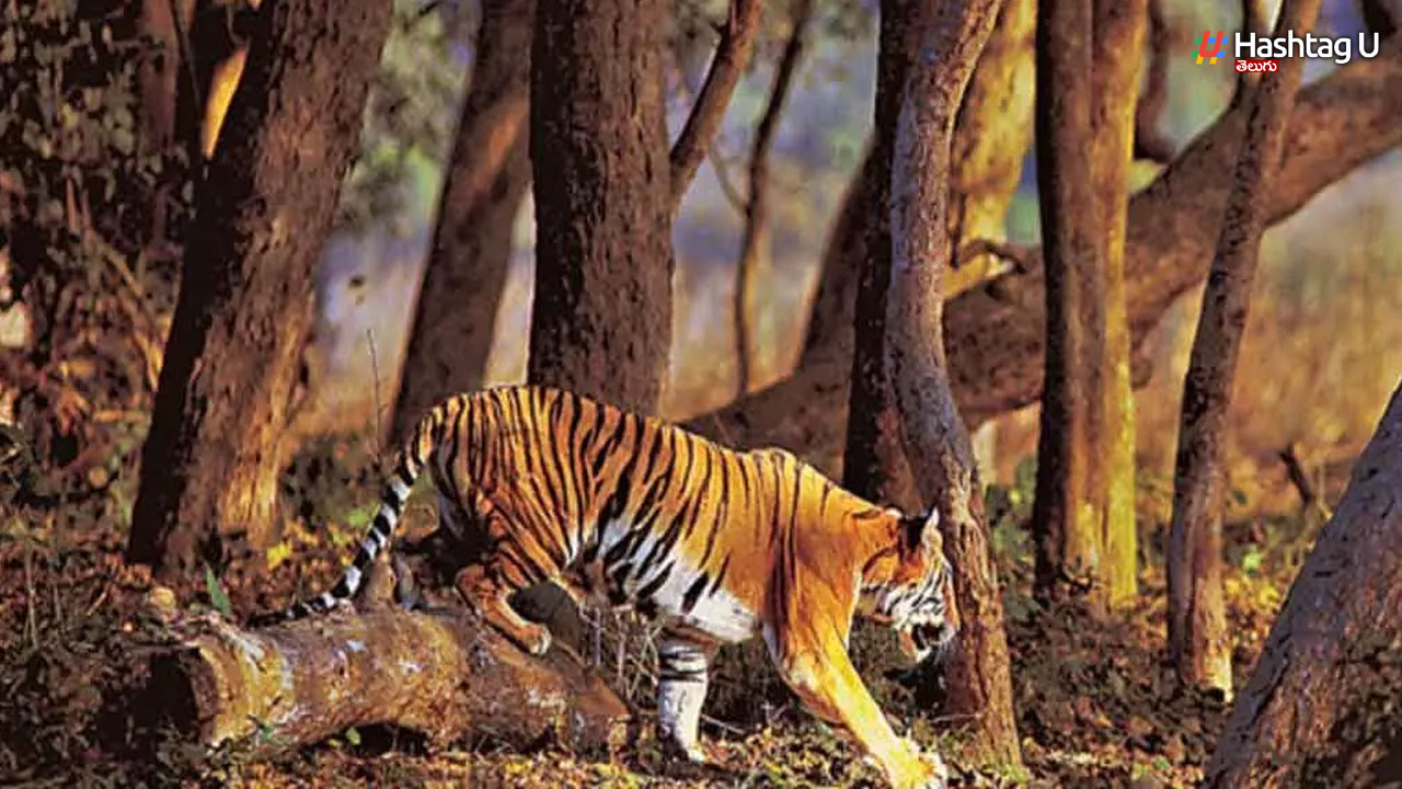 Tiger Died: విద్యుత్ కంచె తగిలి పులి మృతి.. వండుకుని తినేసిన వైనం!