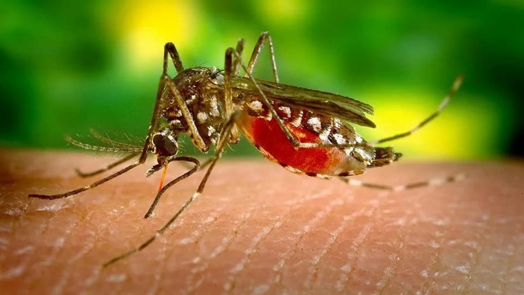 Mosquito Case Video