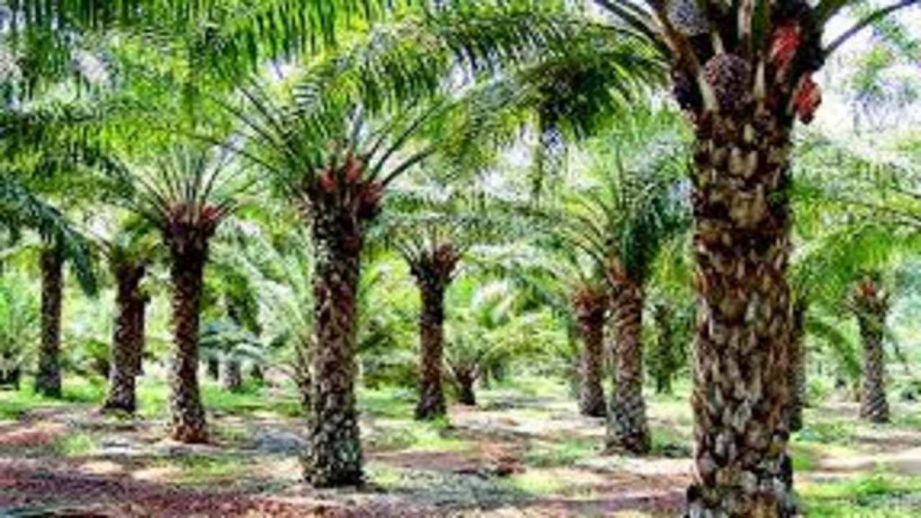 Oil Palm Imresizer