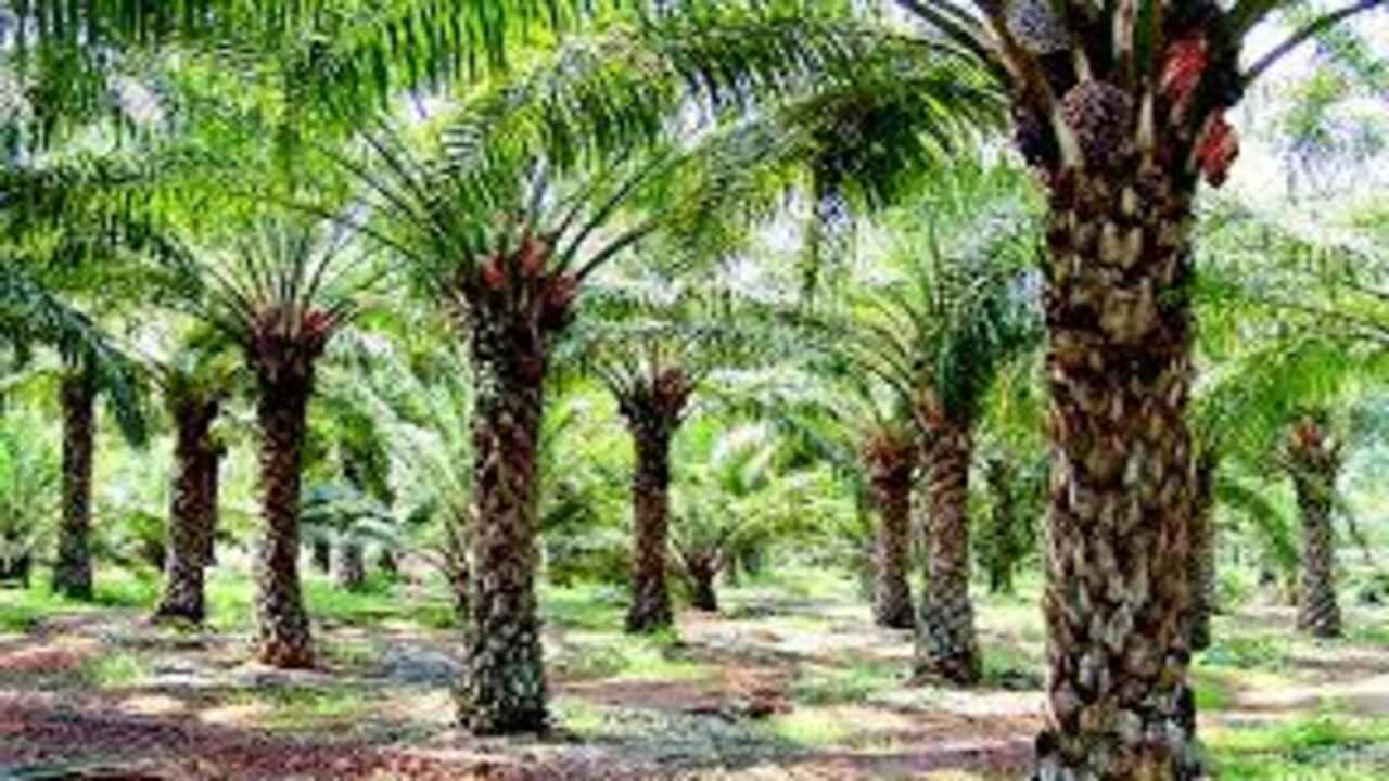 Oil Palm Cultivation : ఆయిల్ పామ్ సాగుకు చేసే వారికి ఆర్థిక స‌హాయం అందిస్తున్న బ్యాంకులు