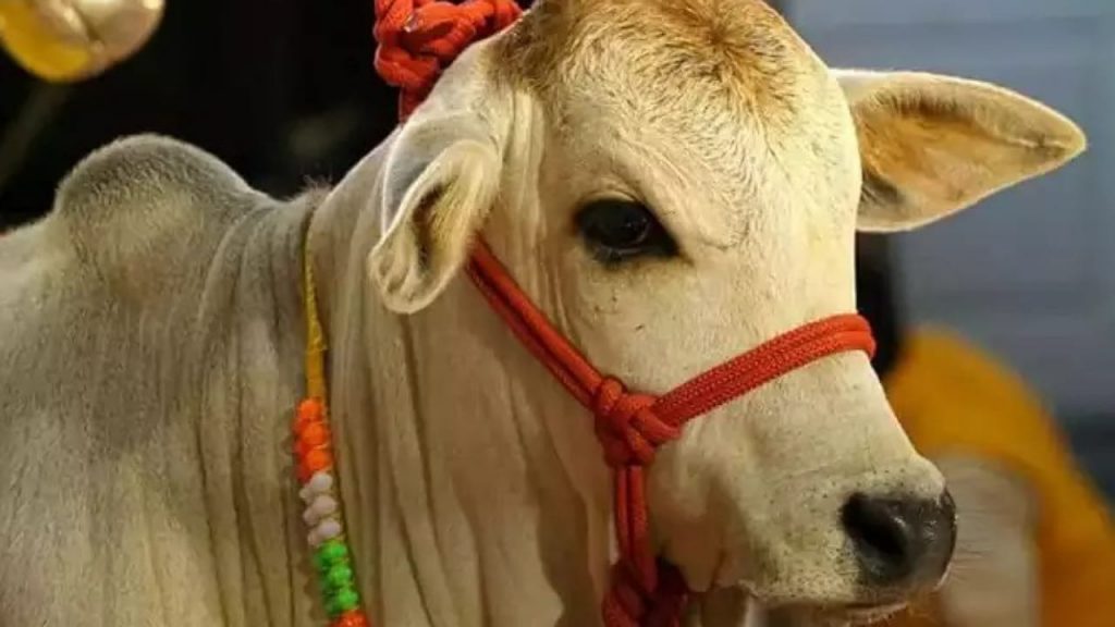 Baba Ramdev Buys Punganur Cow For Rs 4 Laks