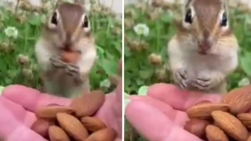 Chipmunk