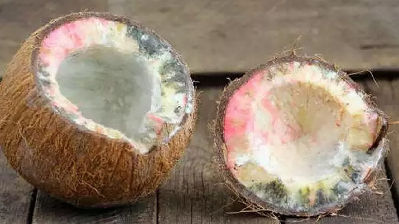 Coconut: దేవుడికి కొట్టిన కొబ్బరికాయ కుళ్ళిపోతే అర్థం ఏంటి.. దేనికి సంకేతం!