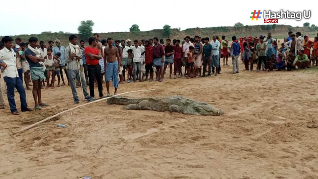 Crocodile